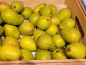 Preview: Birne Pyrus Alexander Lucas