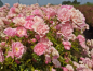 Preview: gesundes blatt rose the fairy
