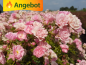 Preview: gesundes blatt rose the fairy