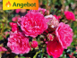 Preview: pinke blüte rose the fairy pink