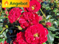 Preview: rote blüte rose the fairy rot