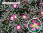 Preview: Bereifte Rose - Rosa glauca