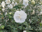Preview: Hibiscus syriacus "White Chiffon" ® - Rosen-Eibisch "White Chiffon" ®