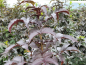 Preview: Sambucus nigra "Black Tower"® - (Schwarzer Holunder "Black Tower"®),