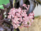 Preview: Sambucus nigra "Black Tower"® - (Schwarzer Holunder "Black Tower"®),
