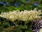 Preview: Sambucus nigra Haschberg Schwarzer Holunder