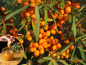 Preview: Hippophae rhamnoides Frugana weiblicher Sanddorn
