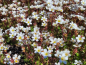 Preview: Saxifraga x arendsii "Pixie Pan Appleblossom" - (Moos-Steinbrech "Pixi Pan Appleblossom")