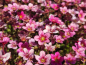 Preview: Saxifraga x arendsii Marto Rose - Moos-Steinbrech Marto Rose