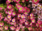 Preview: Saxifraga x arendsii Red Cap - Moos-Steinbrech Red Cap