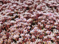 Preview: Saxifraga x arendsii "Pixie Pan Appleblossom" - (Moos-Steinbrech "Pixi Pan Appleblossom")