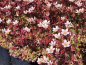 Preview: Saxifraga x arendsii "Pixie Pan Appleblossom" - (Moos-Steinbrech "Pixi Pan Appleblossom")
