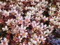 Preview: Saxifraga x arendsii "Pixie Pan Appleblossom" - (Moos-Steinbrech "Pixi Pan Appleblossom")
