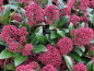 Preview: Skimmia japonica Rubella - Japanische Blütenskimmie Rubella