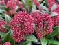 Preview: Skimmia japonica Rubella - Japanische Blütenskimmie Rubella