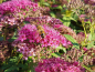 Preview: Spiraea bumalda 'Anthony Waterer' - (Rote Sommerspiere),