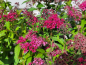 Preview: Spiraea bumalda "Anthony Waterer" - (Rote Sommerspiere),