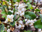Preview: Schneebeere Amethyst ® -  Symphoricarpos doorenbosii Amethyst