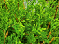 Preview: Thuja plicata Aurescens Goldspitzenlebensbaum