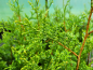 Preview: Thuja plicata 'Aurescens' - (Goldspitzenlebensbaum),