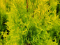 Preview: Thuja plicata "Aurescens" - (Goldspitzenlebensbaum),
