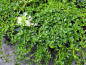 Preview: Thymus serpyllum 'Albus' - (Weißer Sand-Thymian),