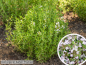 Preview: Gedrungener Garten-Thymian - Thymus vulgaris Compactus