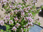 Preview: Gedrungener Garten-Thymian - Thymus vulgaris Compactus