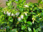 Preview: Preiselbeere Miss Cherry® Meliro