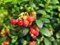 Preview: Preiselbeere Miss Cherry® Meliro