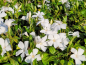 Preview: Vinca minor "Alba" - (Weißes Immergrün),