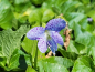 Preview: Viola sororia 'Freckles' - Pfingst-Veilchen