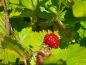 Preview: Fragaria vesca var. vesca Wald-Erdbeere