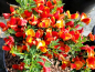 Preview: Cytisus scoparius Lena - Edelginster Lena