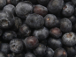 Preview: Vaccinium corymbosum Hardyblue - Heidelbeere Hardyblue