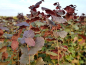 Preview: Corylus avellana Rotblättrige Zellernuss Haselnuss