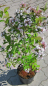 Preview: Abelia mosanensis - Koreanische Abelie