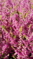 Preview: Calluna vulgaris "Allegro" - (Besenheide "Allegro"),
