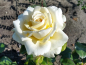 Preview: Rose Ambiente ®