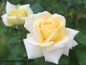 Preview: Rose Ambiente ®