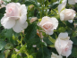 Preview: Aspirin ® Rose