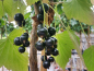 Preview: Ribes nigrum "Ben Sarek" - (Schwarze Johannisbeere "Ben Sarek"),