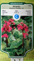 Preview: Bergenie - Bergenia cordifolia