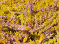 Preview: Calluna vulgaris "Boskoop" - (Besenheide "Boskoop"),