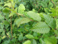 Preview: Blatt Carpinus betulus Hainbuche Weißbuche