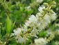 Preview: Clethra alnifolia - Scheinerle
