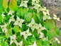 Preview: Cornus kousa "Eurostar" - Blumen- Hartriegel "Eurostar"