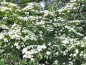 Preview: Cornus kousa "Eurostar" - Blumen- Hartriegel "Eurostar"