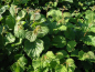 Preview: Haselnuss - Corylus avellana Blätter