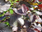 Preview: Corylus maxima Purpurea Echte Bluthasel